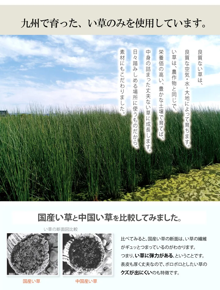 玄關 地墊 室內 時尚 日本製 國產 藺草 天然素材 繽紛 『F繽紛方格 玄關地墊』